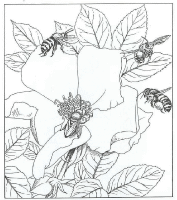 A coloring page of nature in the backyard